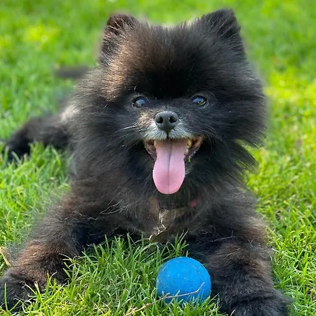 Alexander Am Zoo Hotel
