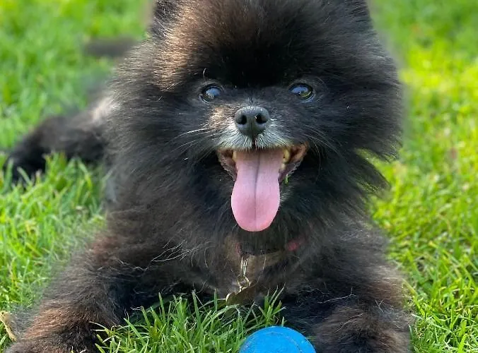 アレクサンダー アム ズー ホテル