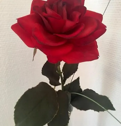 ホテル アレクサンダー アム ズー フランクフルト